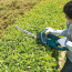 Кущоріз електричний Makita UH6570