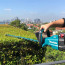 Кущоріз акумуляторний Makita DUH602Z, (без акумулятора і ЗП)